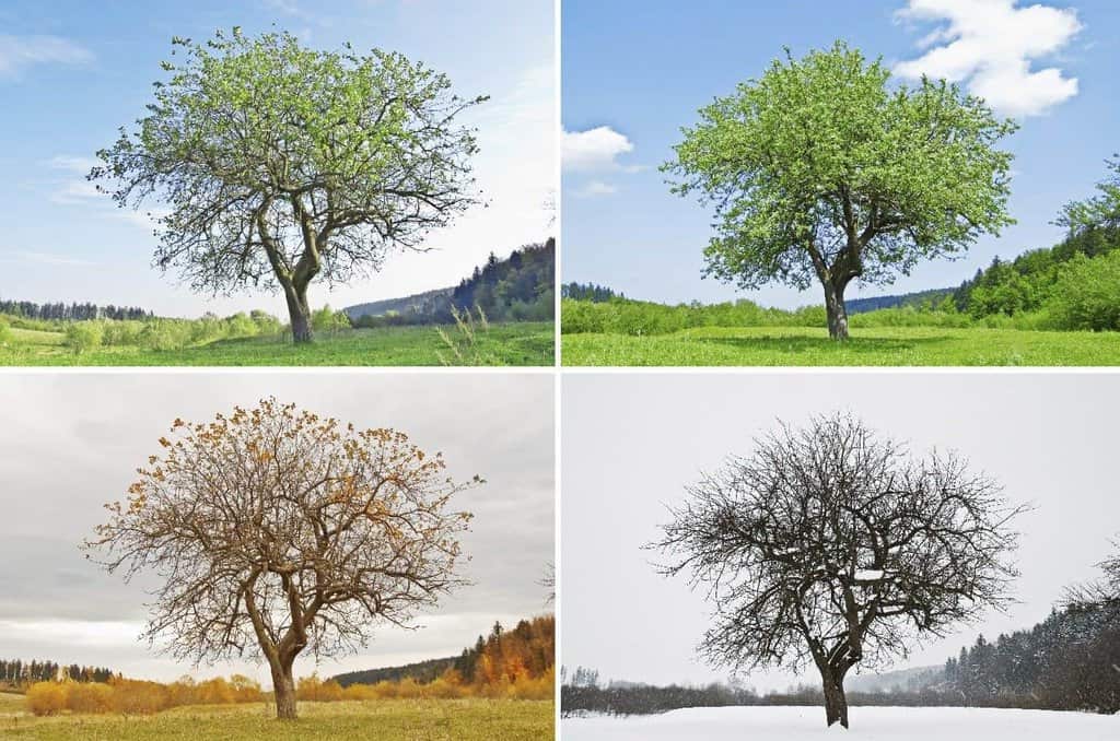 seasons