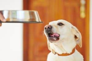 It's important to keep a fresh water bowl for pets to stay hydrated