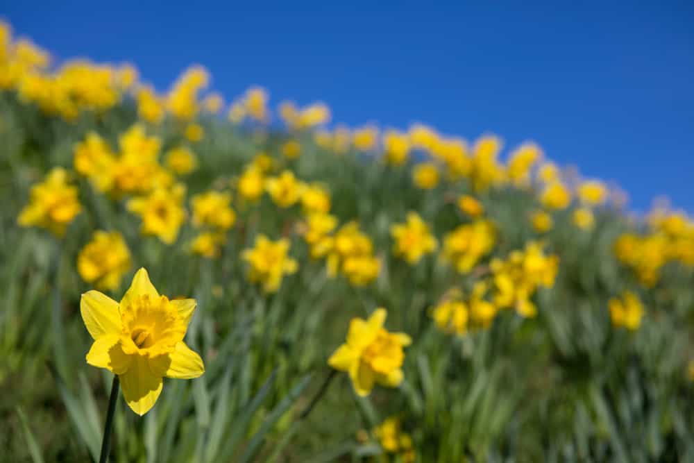 daffodils festival