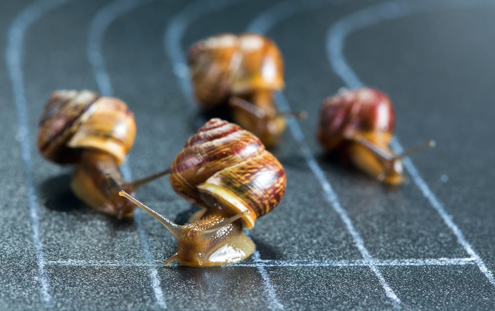 snail racing norfolk eviivo
