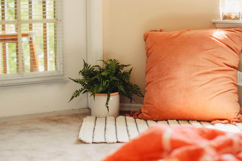aesthetic photo of a plant and a cushion